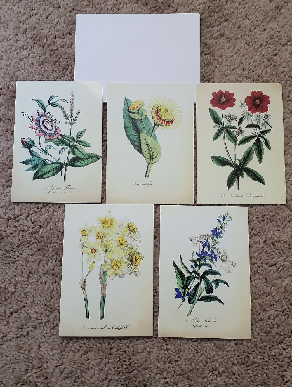Greeting Cards With Envelopes Lot Of 5 With Flower Pictures For Nature Lovers